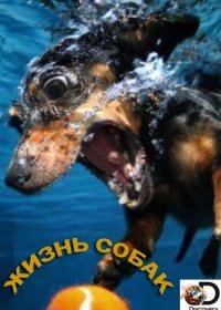 Discovery. Жизнь собак (2016) Dogs: The Untold Story