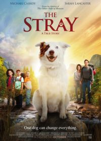 Бродяжка (2017) The Stray