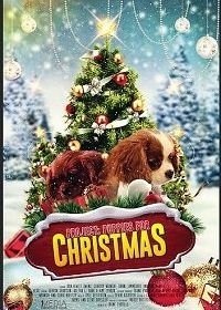 Проект: Щенки на Рождество (2019) Project: Puppies for Christmas