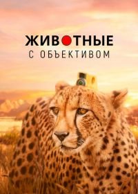 Животные с объективом (2018) Animals with Cameras