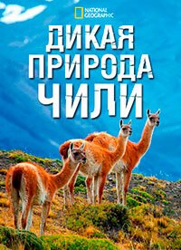 Дикая природа Чили (2017) Wild Chile