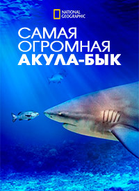 Самая огромная акула-бык (2021) World's Biggest Bull Shark?